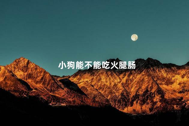 小狗能不能吃火腿肠