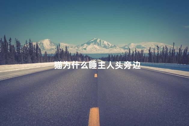 猫为什么睡主人头旁边