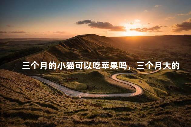 三个月的小猫可以吃苹果吗，三个月大的小猫可以吃苹果吗