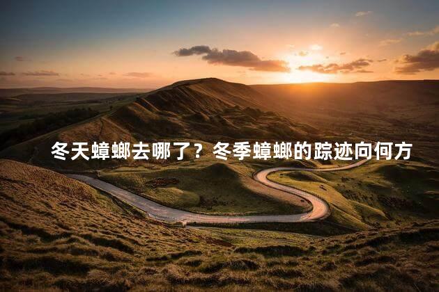 冬天蟑螂去哪了？冬季蟑螂的踪迹向何方？