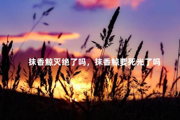抹香鲸灭绝了吗，抹香鲸要死光了吗