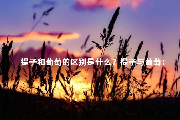 提子和葡萄的区别是什么？提子与葡萄：品味与区别