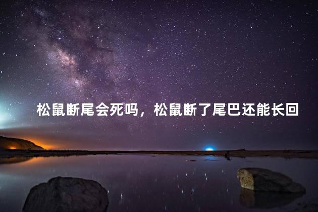 松鼠断尾会死吗，松鼠断了尾巴还能长回来吗