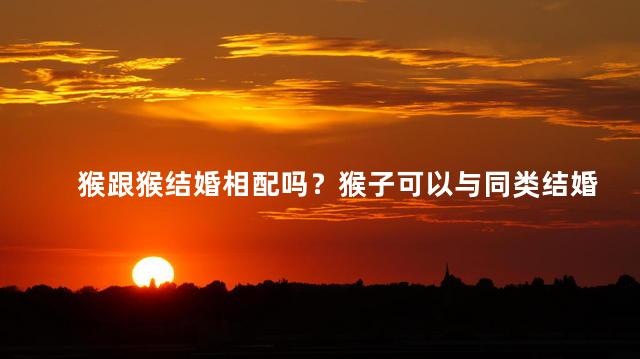 猴跟猴结婚相配吗？猴子可以与同类结婚吗？
