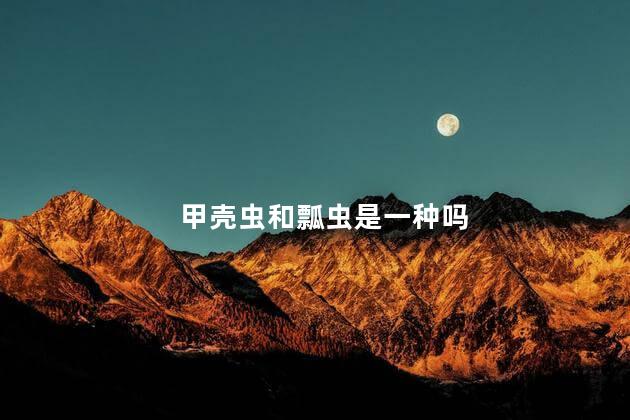 甲壳虫和瓢虫是一种吗