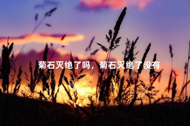 菊石灭绝了吗，菊石灭绝了没有
