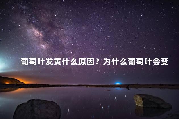葡萄叶发黄什么原因？为什么葡萄叶会变黄？